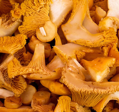 Chanterelles