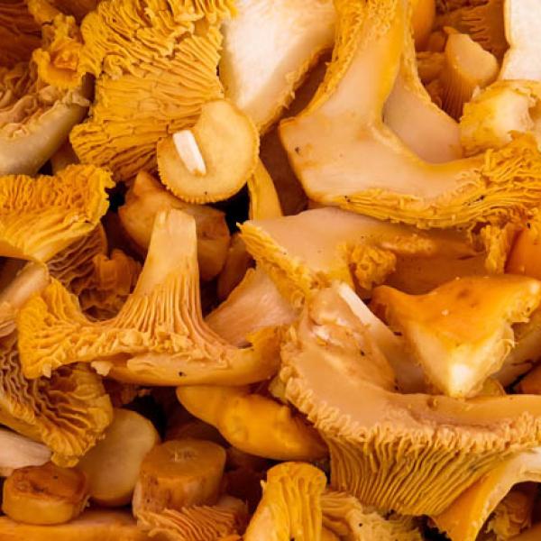 Chanterelles