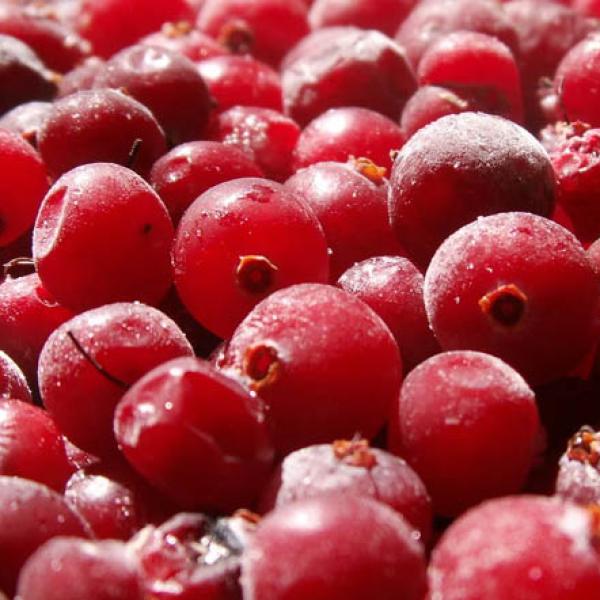 Lingonberry